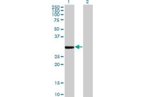 FCN1 antibody  (AA 201-300)