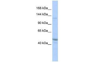 Image no. 1 for anti-KIAA0319L (KIAA0319L) (Middle Region) antibody (ABIN634716)
