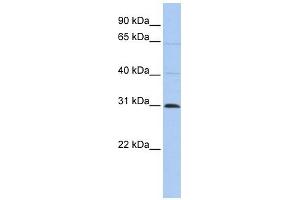 Image no. 1 for anti-Chromosome 10 Open Reading Frame 184 (C1ORF184) (C-Term) antibody (ABIN630741)