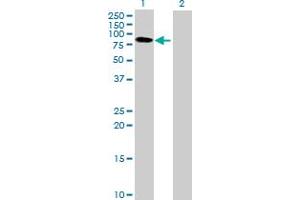 Western Blot analysis of BTN3A3 expression in transfected 293T cell line by BTN3A3 MaxPab polyclonal antibody.