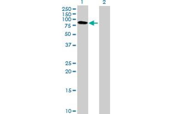 BTN3A3 Antikörper  (AA 1-584)