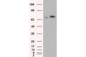 Image no. 1 for anti-Heat Shock 70kDa Protein 1A (HSPA1A) antibody (ABIN2722572)