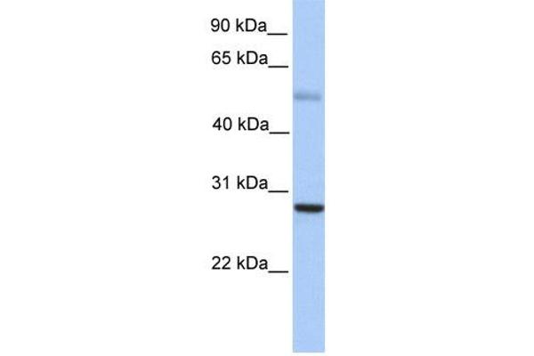 anti-MAX Dimerization Protein 1 (MXD1) (N-Term) antibody