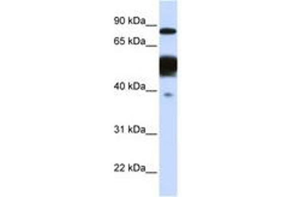 NEXN anticorps  (AA 252-301)
