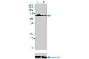 Image no. 2 for anti-T-Box 5 (TBX5) (AA 402-518) antibody (ABIN563098)