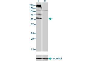 Image no. 2 for anti-Feline Leukemia Virus Subgroup C Cellular Receptor 1 (FLVCR1) (AA 1-83) antibody (ABIN565398)