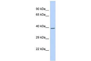 NR2E3 Antikörper  (Middle Region)