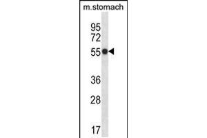 Image no. 2 for anti-phosphorylase Kinase, gamma 1 (Muscle) (PHKG1) (AA 302-331), (C-Term) antibody (ABIN5537752)