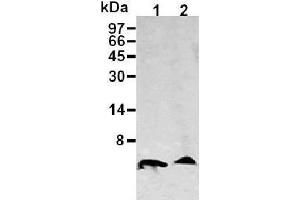Image no. 2 for anti-Amyloid beta (Abeta) (AA 1-16), (N-Term) antibody (ABIN1105360)