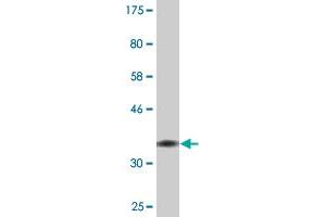 Image no. 2 for anti-Sperm Associated Antigen 5 (SPAG5) (AA 1082-1191) antibody (ABIN524039)