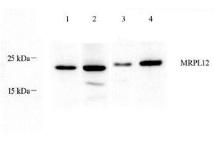MRPL12 antibody