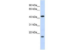 Image no. 1 for anti-Inhibitor of Growth Family, Member 3 (ING3) (Middle Region) antibody (ABIN631625)