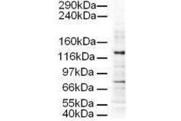 anti-Adaptor-Related Protein Complex 3, delta 1 Subunit (AP3D1) (AA 686-698) antibody