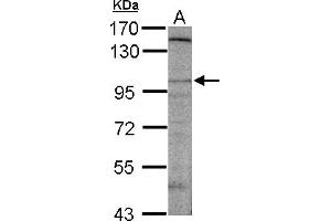 Image no. 1 for anti-Discs, Large (Drosophila) Homolog-Associated Protein 2 (DLGAP2) (AA 1-47) antibody (ABIN1502171)