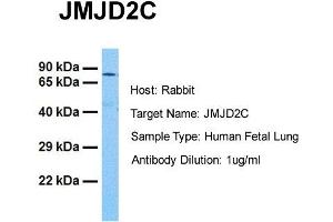 Image no. 2 for anti-Lysine (K)-Specific Demethylase 4C (KDM4C) (C-Term) antibody (ABIN2777688)