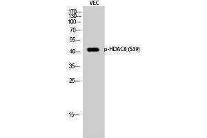 Western Blotting (WB) image for anti-Histone Deacetylase 8 (HDAC8) (pSer39) antibody (ABIN3182026)