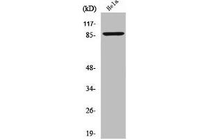 Western Blot analysis of HeLa cells using ZNF337 Polyclonal Antibody