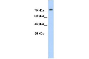 Image no. 2 for anti-Pannexin 2 (PANX2) (N-Term) antibody (ABIN630334)