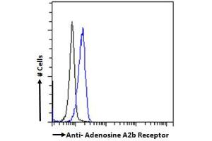 Image no. 5 for anti-Adenosine A2b Receptor (ADORA2B) (C-Term) antibody (ABIN185477)