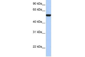 Image no. 1 for anti-Interferon Related Developmental Regulator 1 (IFRD1) (Middle Region) antibody (ABIN2785785)