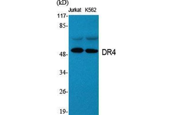 DR4 antibody  (C-Term)