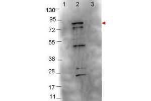 Western Blotting (WB) image for anti-Flagellin (FliC) antibody (ABIN964648)