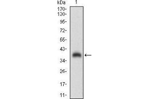 SHC1 antibody  (AA 385-495)