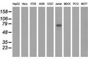 Image no. 3 for anti-Kelch-Like 2, Mayven (KLHL2) (AA 1-100), (AA 494-593) antibody (ABIN2724120)