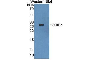Image no. 1 for anti-Aryl Hydrocarbon Receptor Interacting Protein (AIP) (AA 63-296) antibody (ABIN5013159)