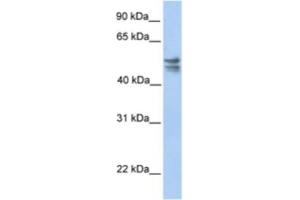 Image no. 1 for anti-tRNA 5-Methylaminomethyl-2-Thiouridylate Methyltransferase (TRMU) antibody (ABIN2463218)