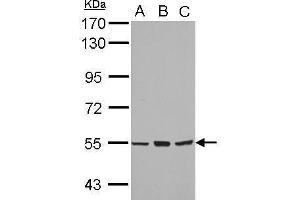 Image no. 1 for anti-Cytochrome P450, Family 4, Subfamily B, Polypeptide 1 (CYP4B1) (Center) antibody (ABIN2855476)