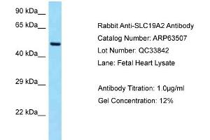 Image no. 1 for anti-Solute Carrier Family 19 (Thiamine Transporter), Member 2 (SLC19A2) (C-Term) antibody (ABIN2789528)
