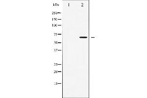 Image no. 1 for anti-SNF1A/AMP-Activated Protein Kinase (SNF1A) (pThr172) antibody (ABIN6255610)