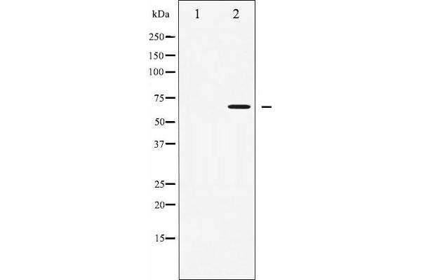 AMPK alpha antibody  (pThr172)