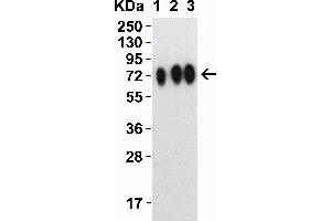 Western Blotting (WB) image for anti-SARS-CoV-2 Spike antibody (ABIN6952962)