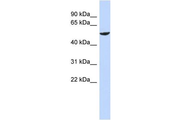 anti-Zinc Finger Protein 154 (ZNF154) (N-Term) antibody