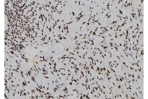 Image no. 2 for anti-Dual Specificity Phosphatase 3 (DUSP3) (N-Term) antibody (ABIN6261383)