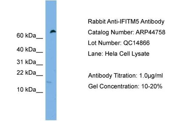 IFITM5 antibody  (Middle Region)
