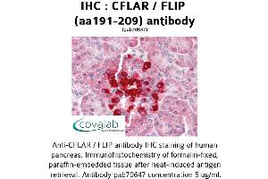 Image no. 2 for anti-CASP8 and FADD-Like Apoptosis Regulator (CFLAR) (AA 191-209) antibody (ABIN1733023)