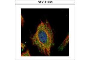 Image no. 2 for anti-Fem-1 Homolog C (FEM1C) (AA 1-228) antibody (ABIN1498244)