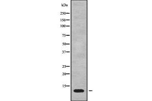 Image no. 1 for anti-Mitochondrially Encoded ATP Synthase 8 (MT-ATP8) (Internal Region) antibody (ABIN6263408)