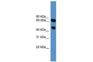 Image no. 1 for anti-Synaptotagmin XVI (SYT16) (N-Term) antibody (ABIN929247)