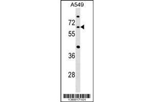 Image no. 1 for anti-CDC14 Cell Division Cycle 14 Homolog A (CDC14A) (AA 473-500), (C-Term) antibody (ABIN1537376)