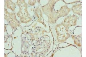 Immunohistochemistry of paraffin-embedded human kidney tissue using ABIN7157933 at dilution of 1:100