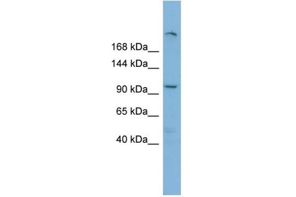 HERC4 antibody  (Middle Region)