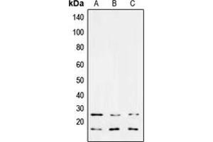 Image no. 2 for anti-Transforming Growth Factor, beta 3 (TGFB3) (Center) antibody (ABIN2707169)