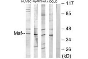 Image no. 1 for anti-V-Maf Musculoaponeurotic Fibrosarcoma Oncogene Homolog (Avian) (MAF) (AA 301-350) antibody (ABIN1533536)