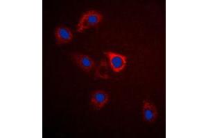 Image no. 1 for anti-G Protein-Coupled Receptor 75 (GPR75) (C-Term) antibody (ABIN2704860)