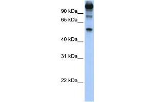Image no. 3 for anti-FEZ Family Zinc Finger 1 (FEZF1) (C-Term) antibody (ABIN2784171)