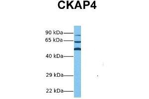 Image no. 2 for anti-Cytoskeleton-Associated Protein 4 (CKAP4) (Middle Region) antibody (ABIN2782739)